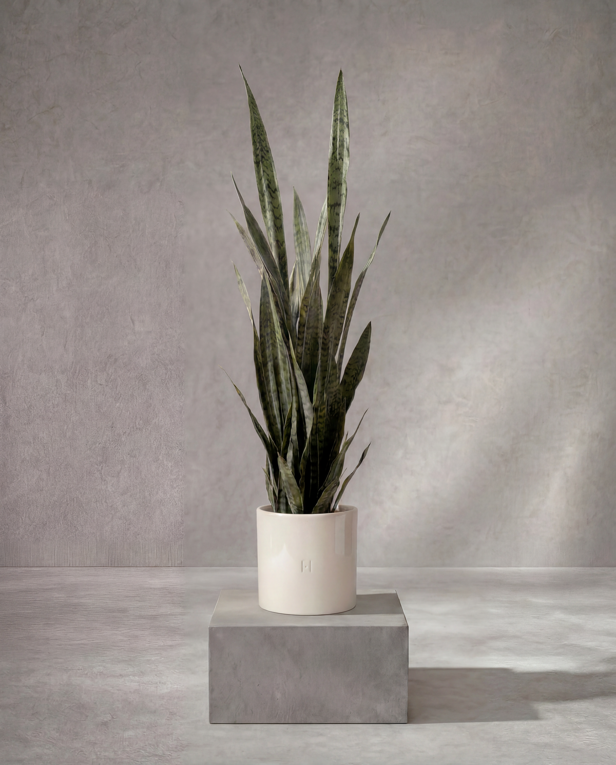SANSEVIERIA P•204 · HOPER