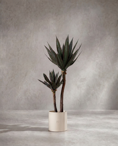 AGAVE P•704