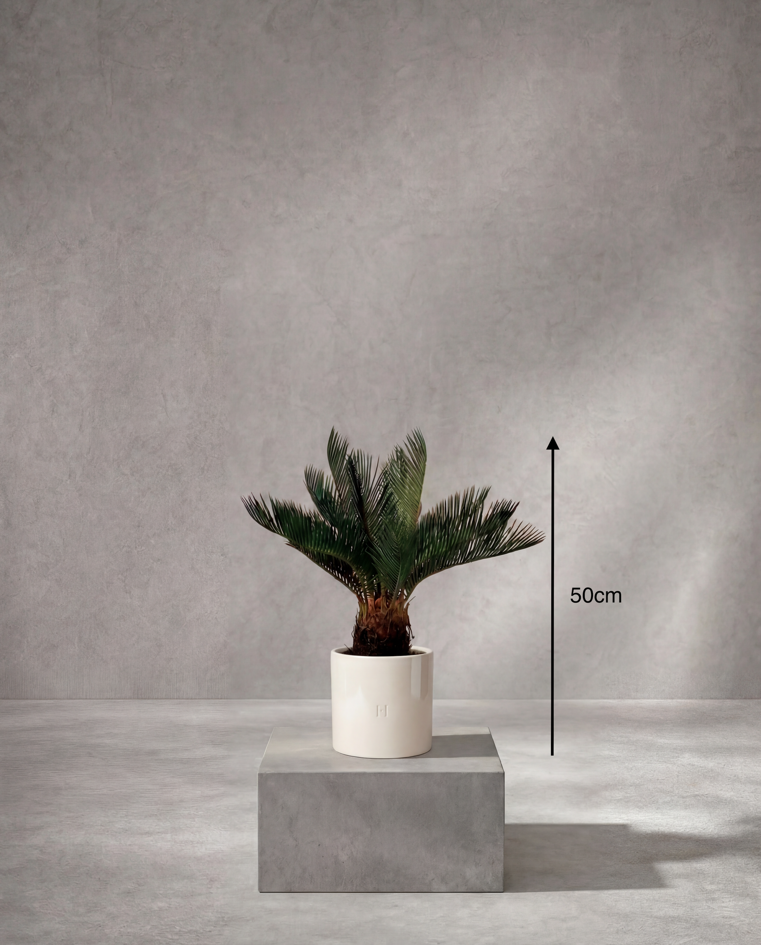 Dimensions et hauteur du Cycas artificiel