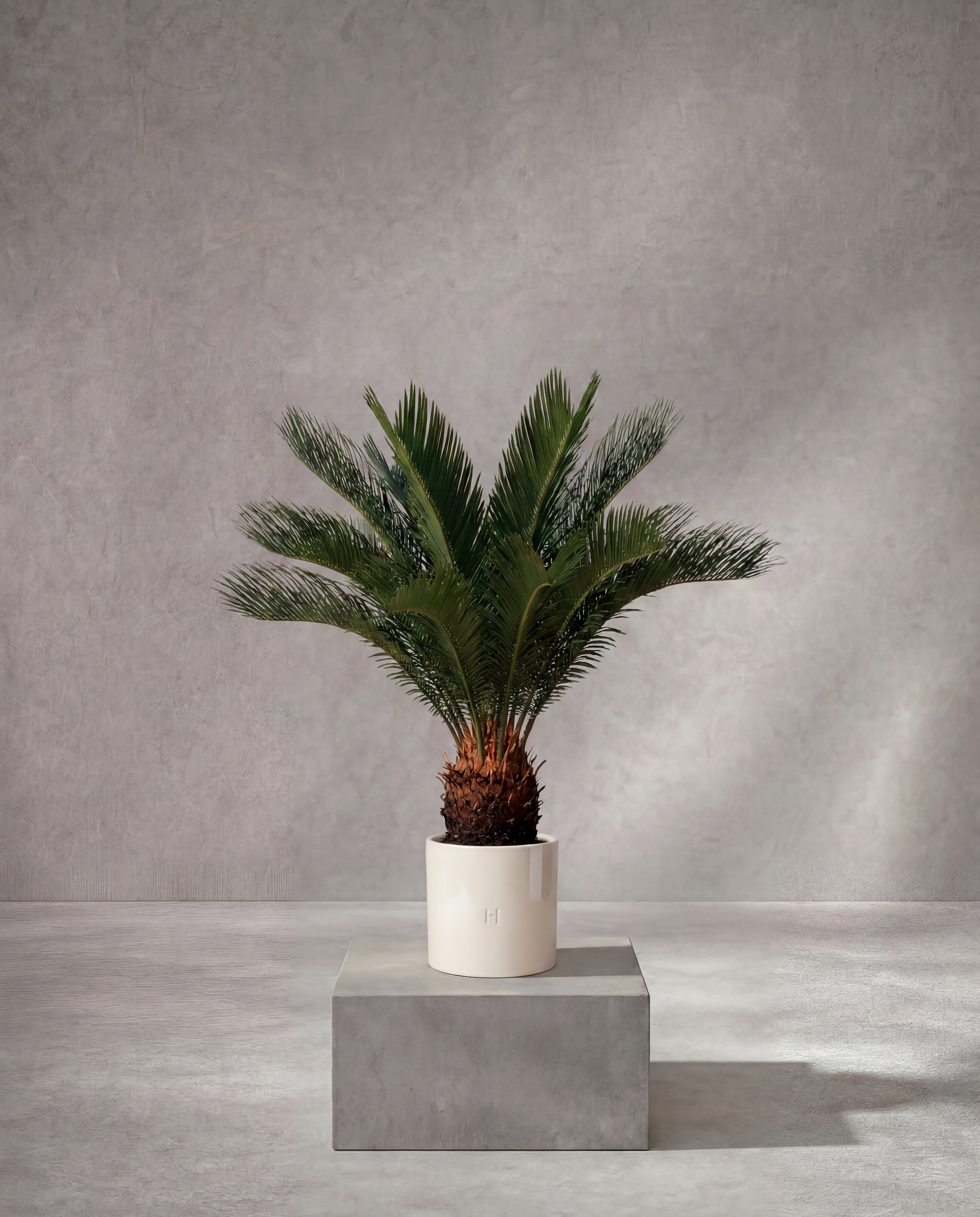 CYCAS P•324