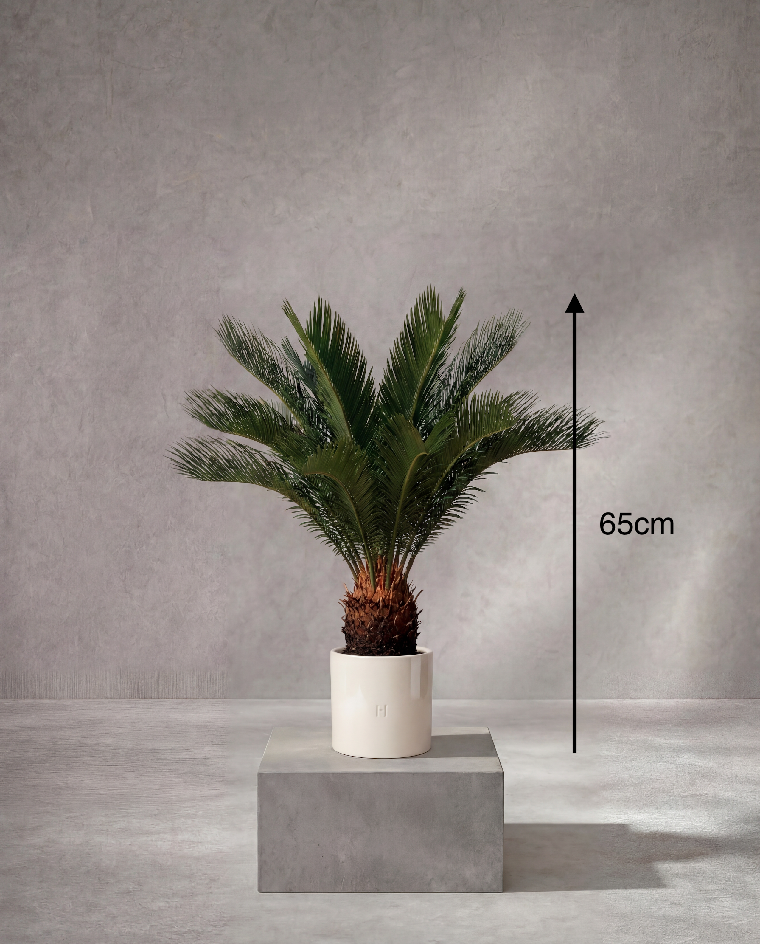 CYCAS P•324