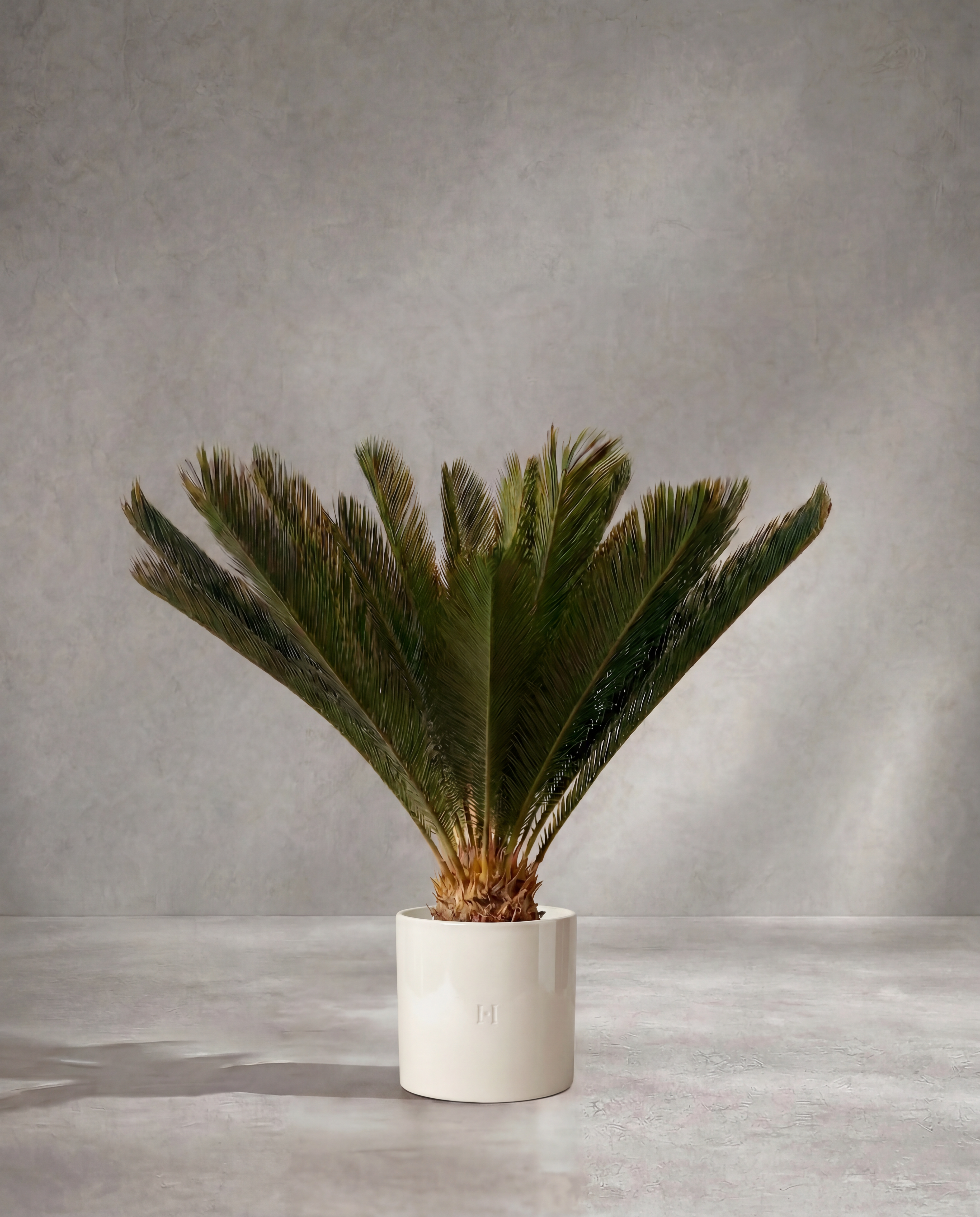 Cycas artificiel Hoper – vue principale du produit