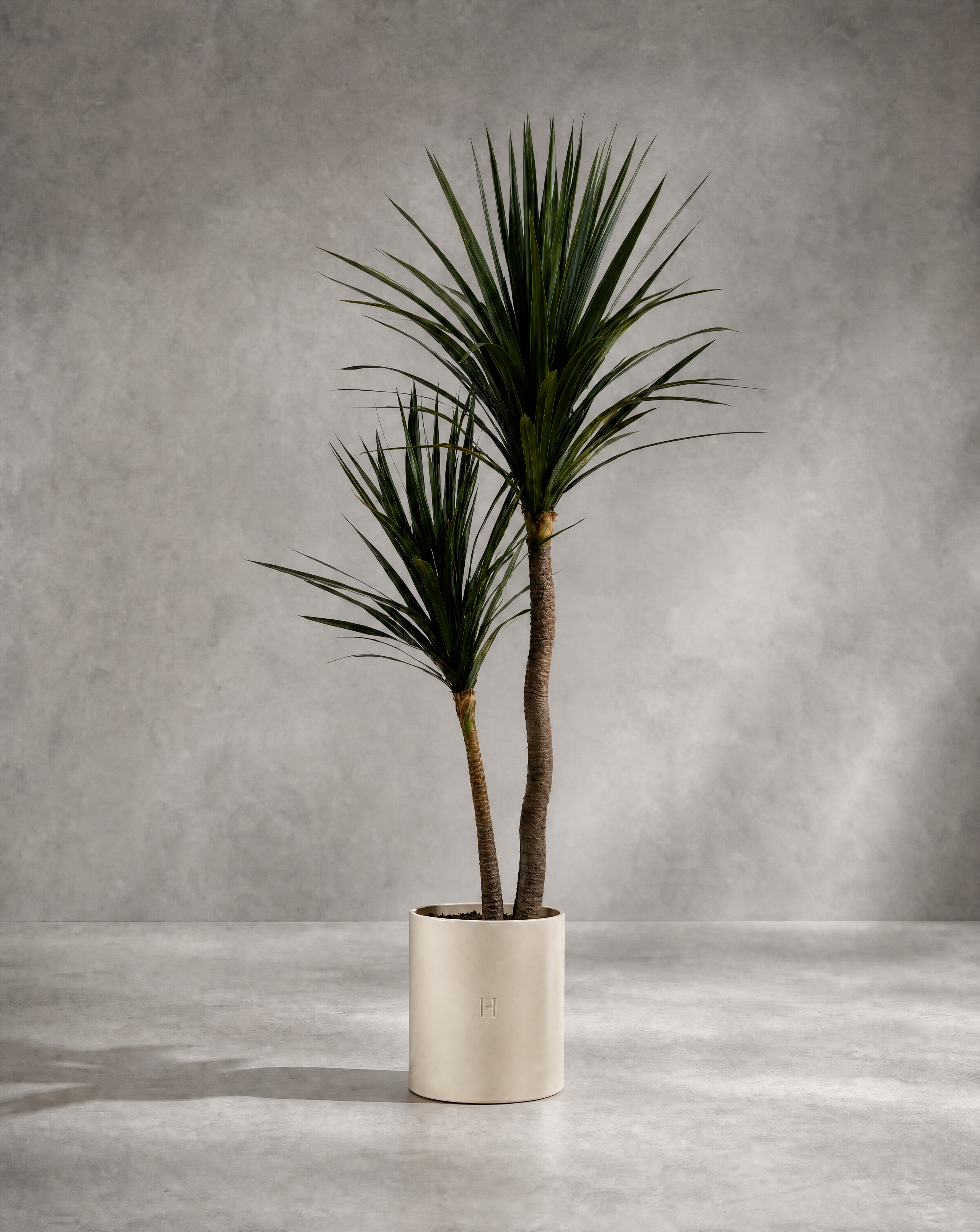 Dracaena artificiel Hoper – vue principale du produit