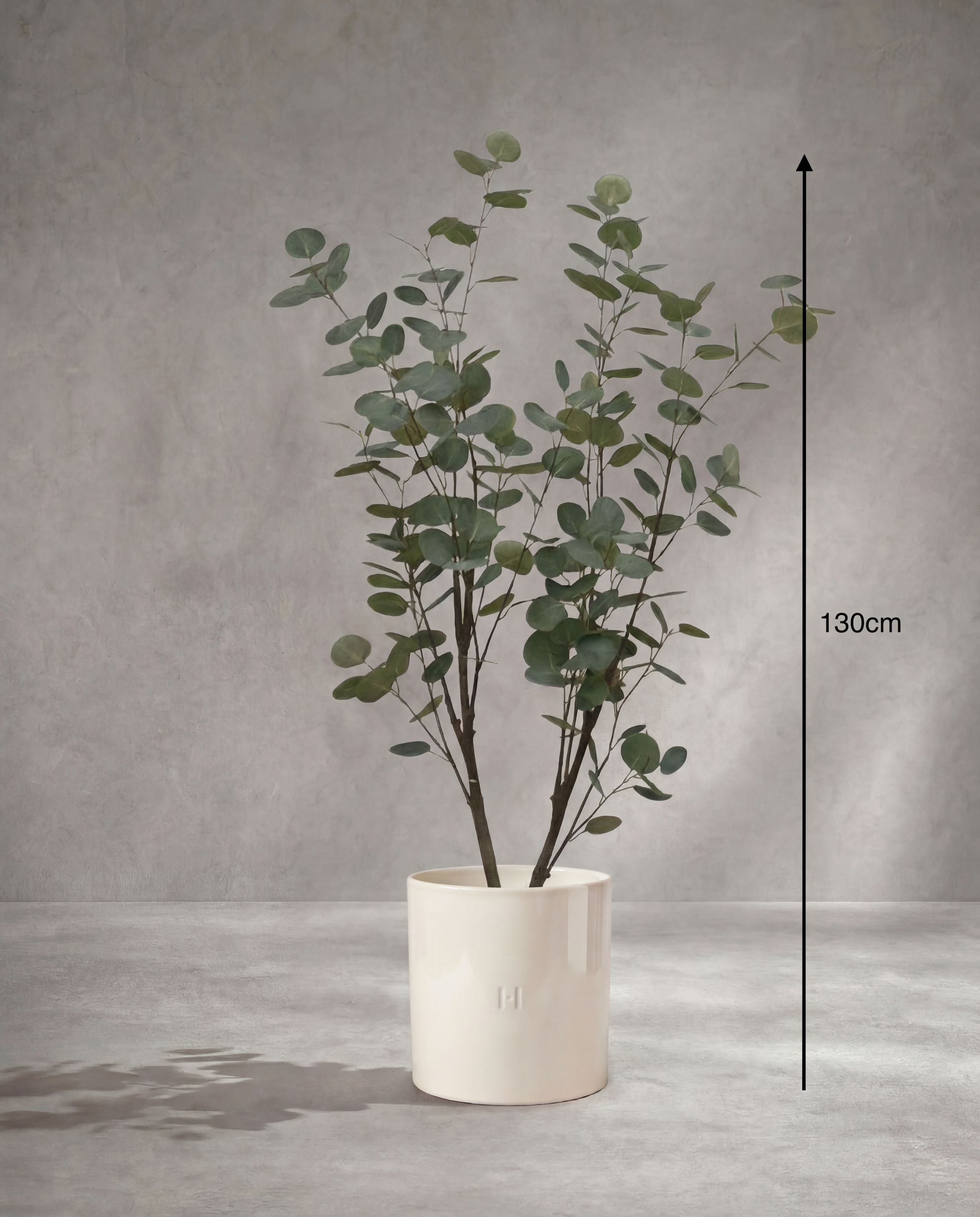Dimensions et hauteur du Eucalyptus artificiel