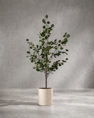 EUCALYPTUS P•754