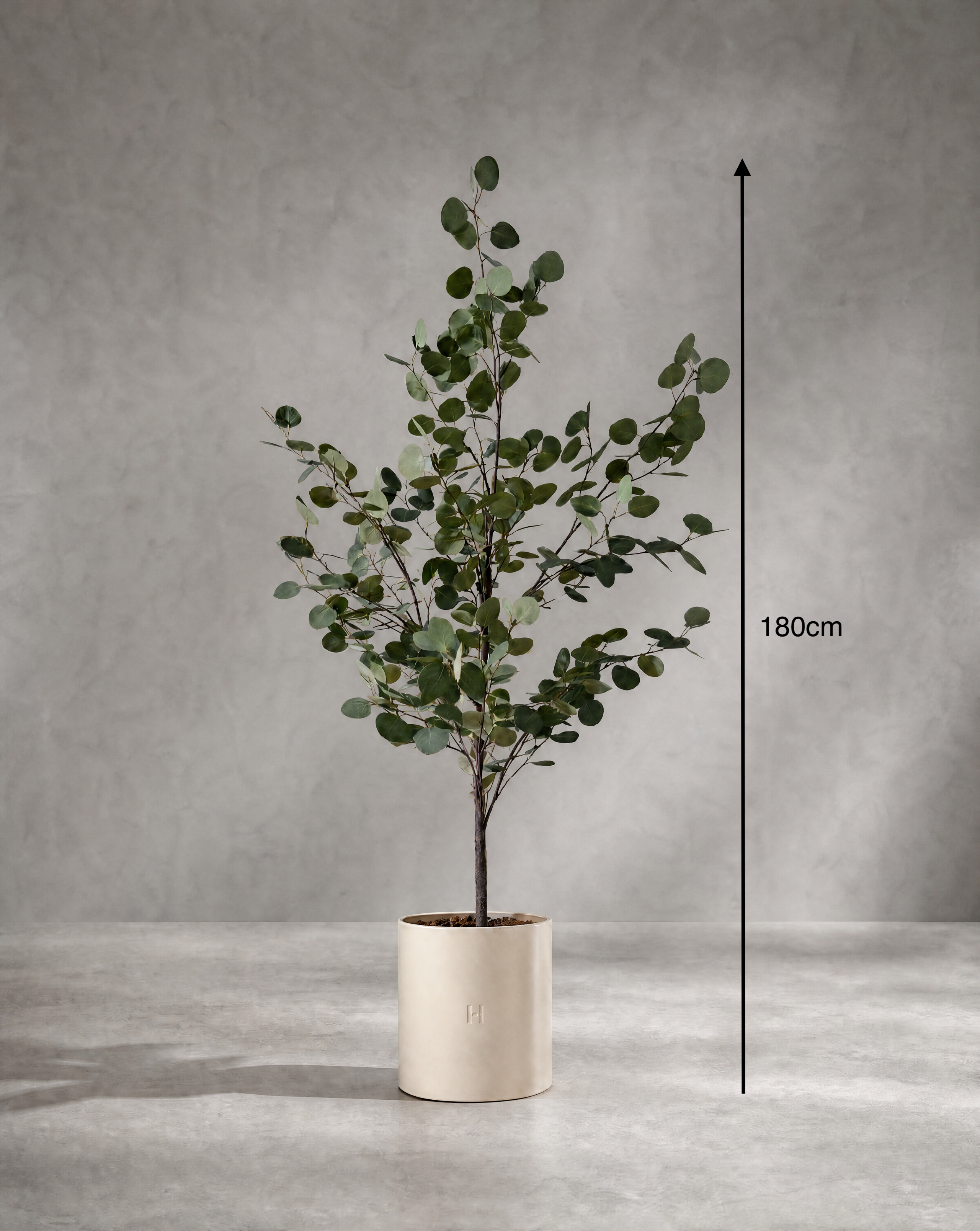 Dimensions et hauteur du Eucalyptus artificiel