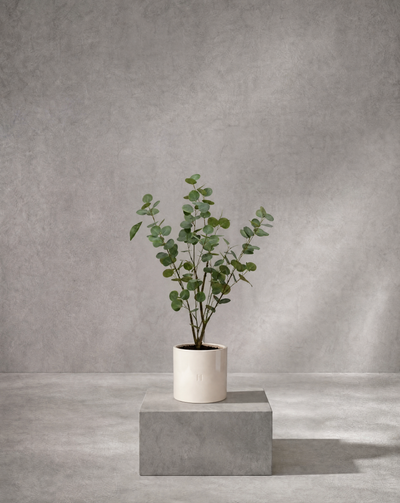 EUCALYPTUS P•754 90cm