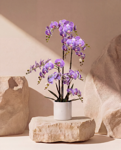 ORCHIDEE F•532P 150 cm