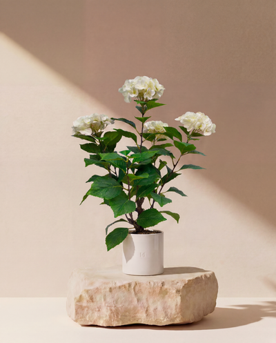 HORTENSIA F•854W