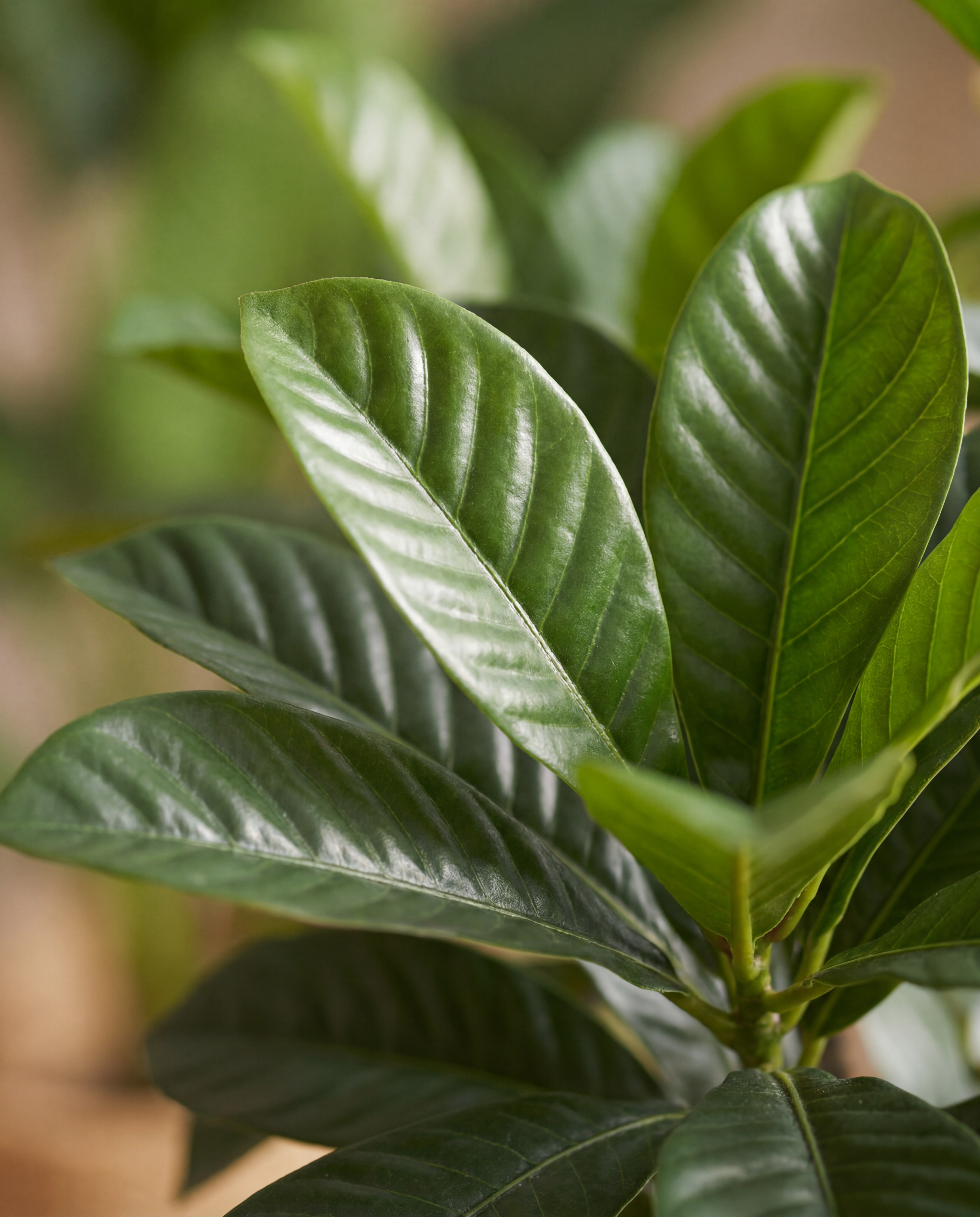Gros plan sur le feuillage real touch du Plumeria