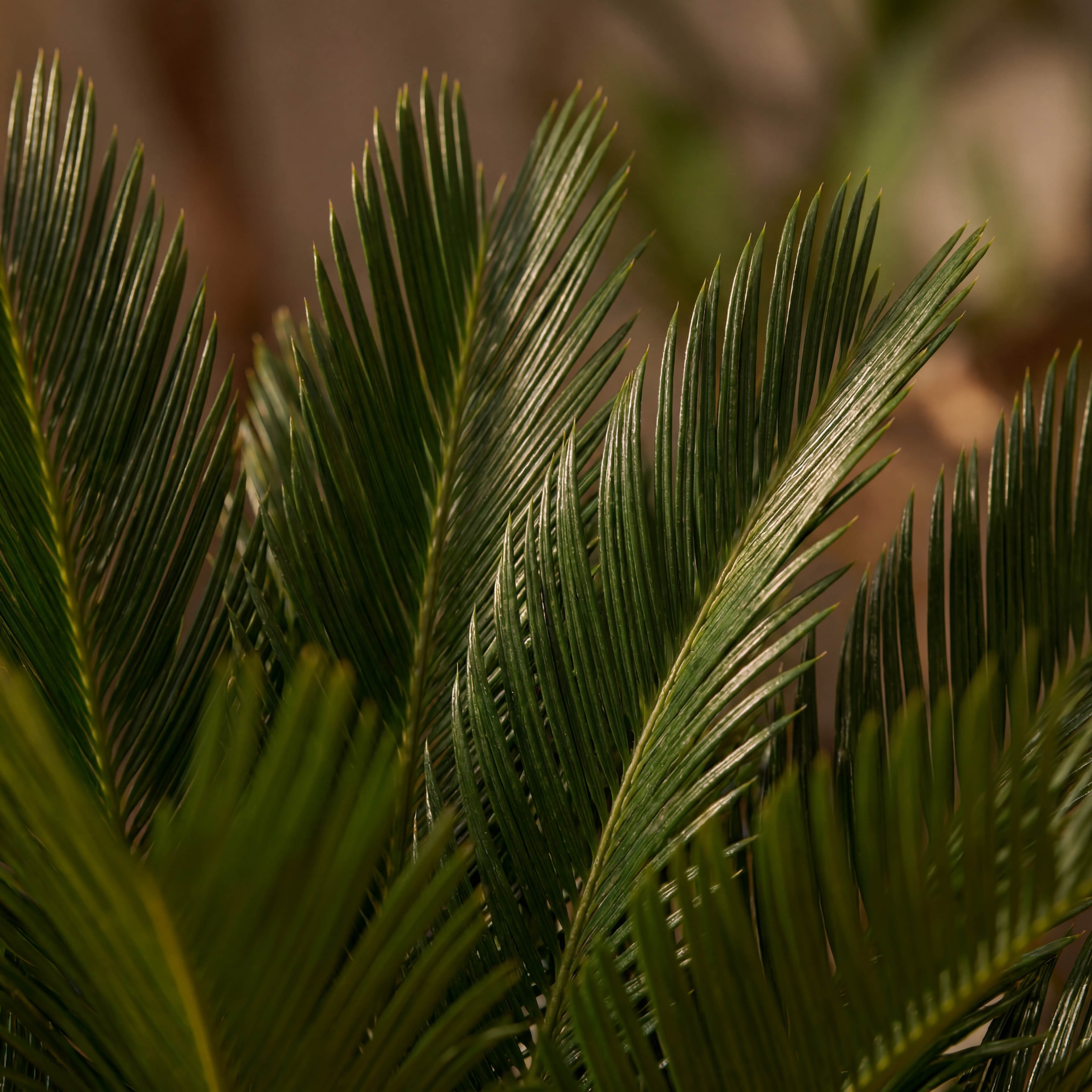 Gros plan sur le feuillage real touch du Cycas
