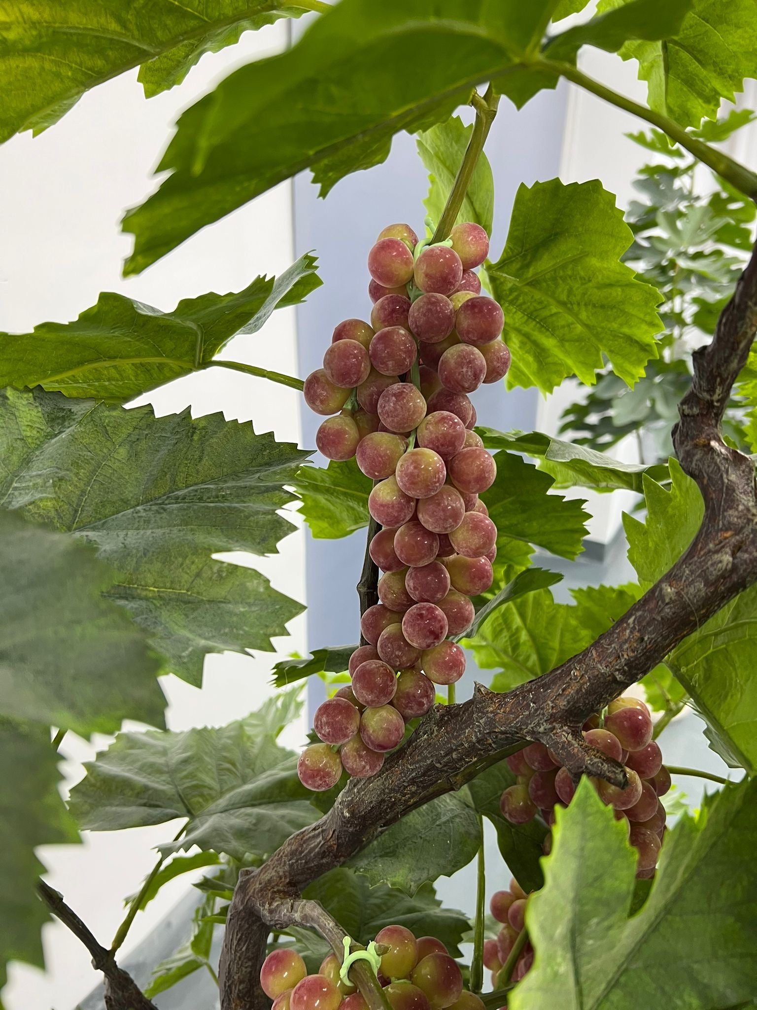 Détail réaliste du feuillage du Vigne