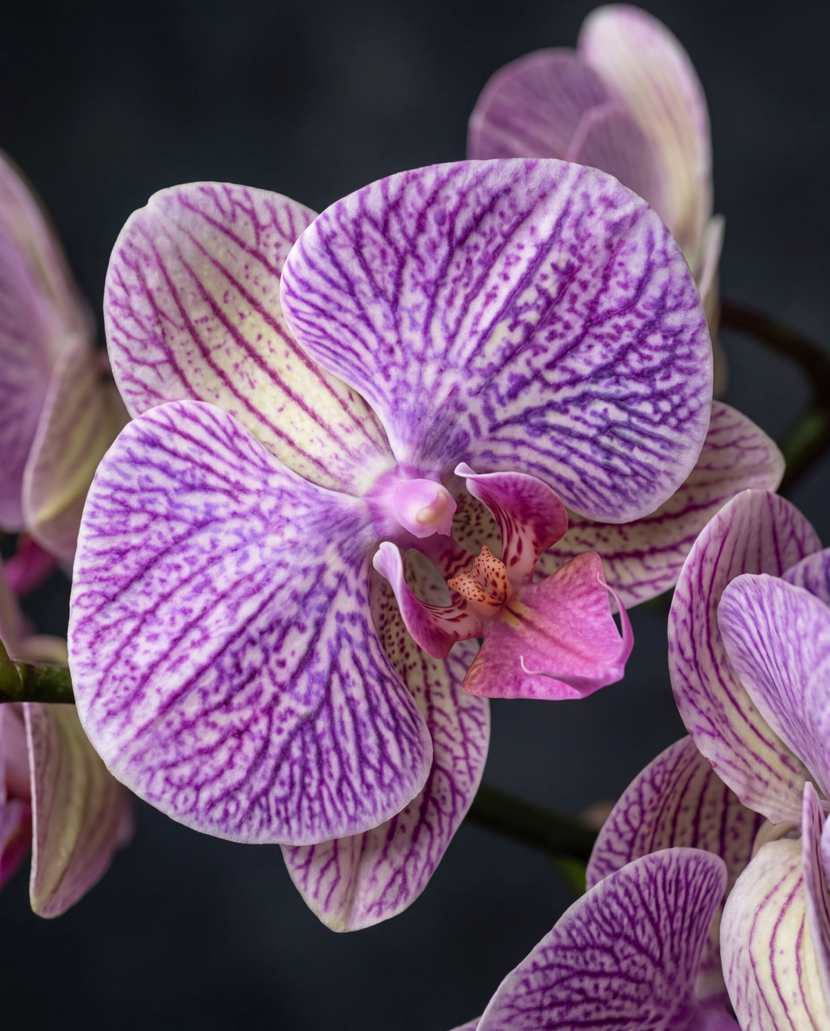 Makro-Detail der geäderten Blüten der künstlichen violetten Real-Touch ORCHIDEE HOPER #Größe_80 cm