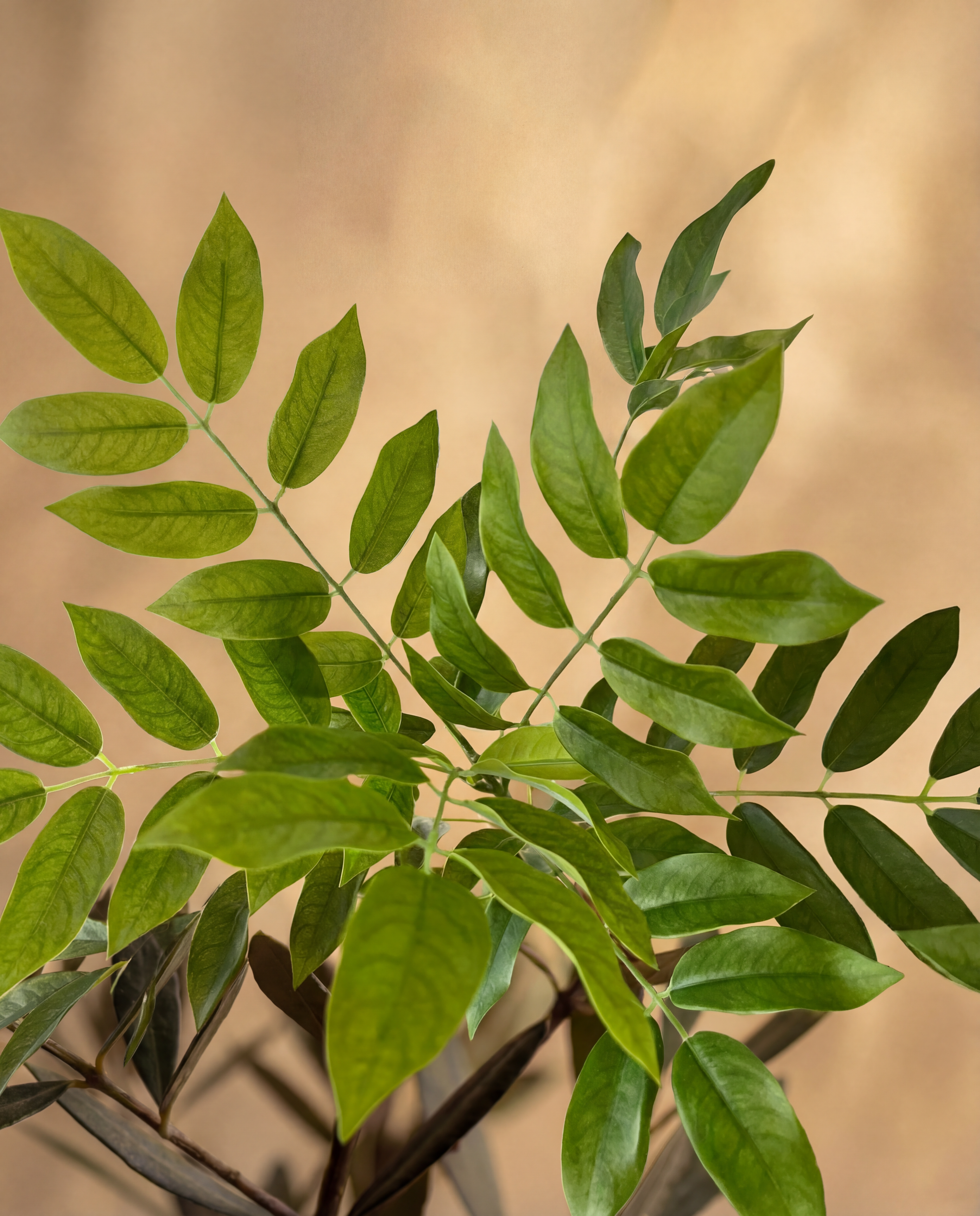 Gros plan sur le feuillage real touch du Toxicodendron