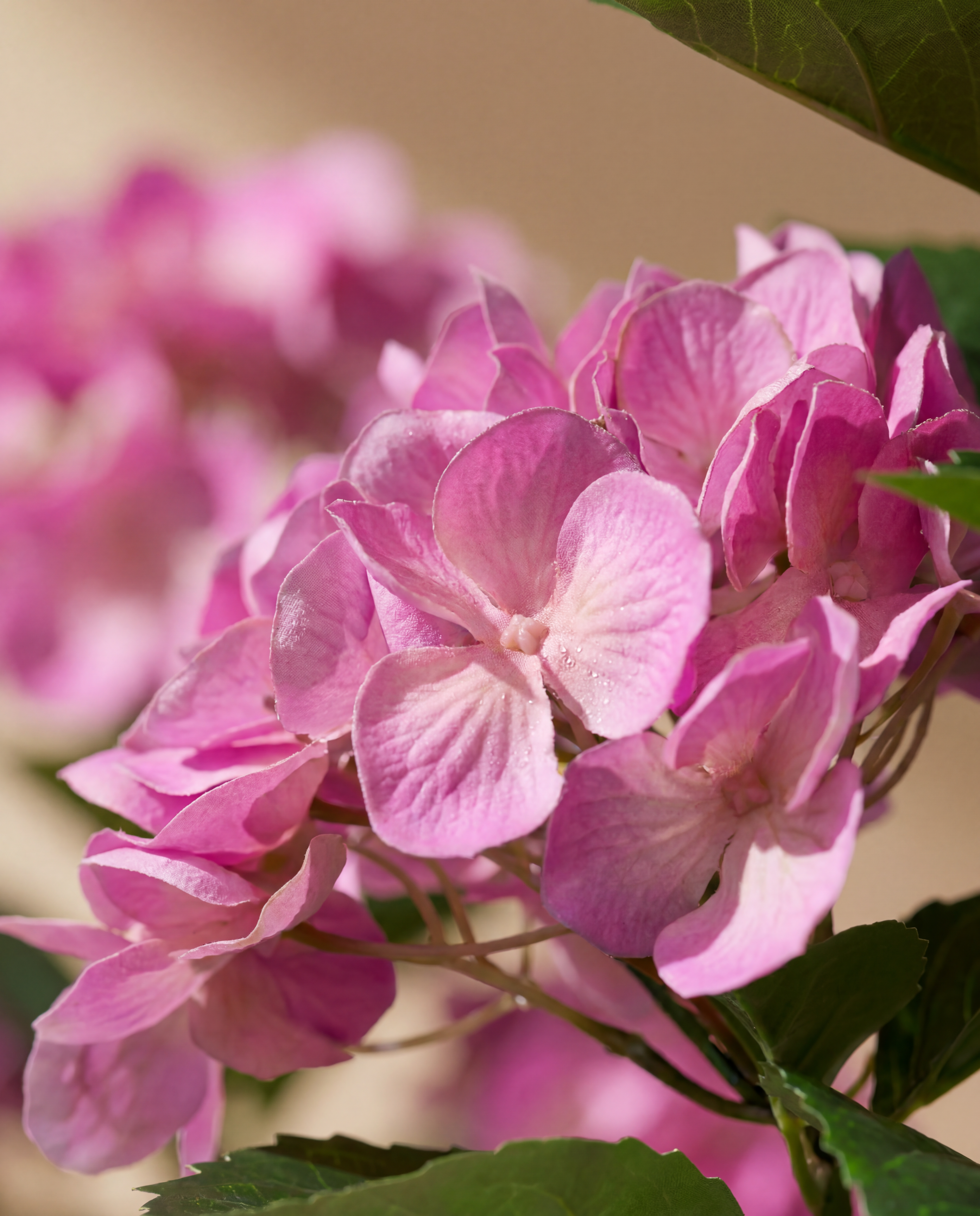 Détail réaliste du feuillage du Hortensia