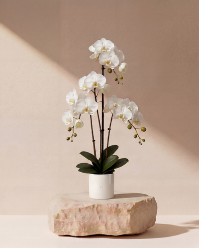 ORCHIDEE F•532W 80cm