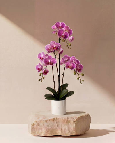 ORCHIDEE F•532P 80cm