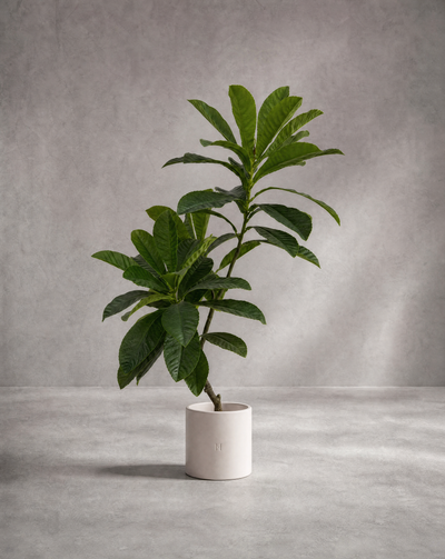 PLUMERIA P•132 150cm