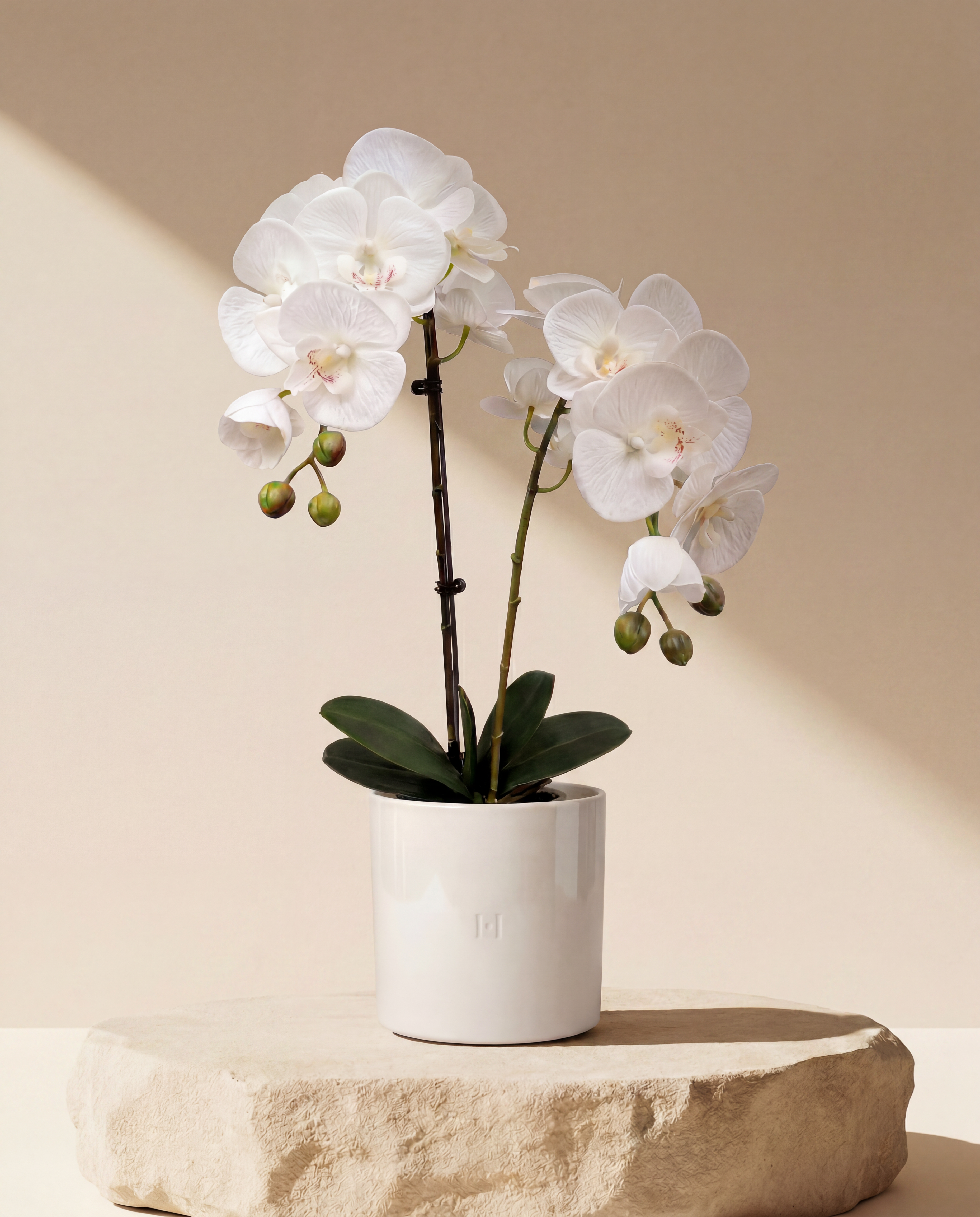 ORCHIDEE F•532W
