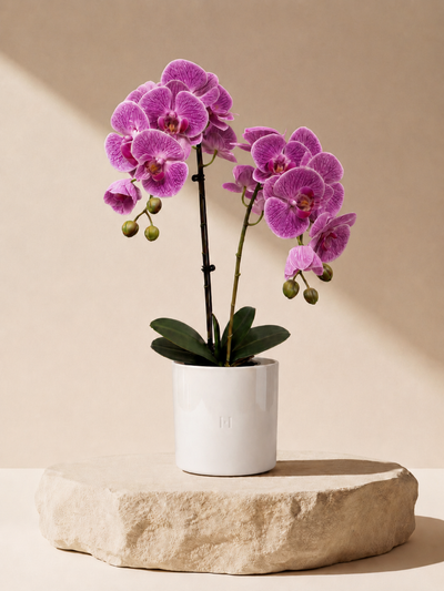 ORCHIDEE F•532P 65cm