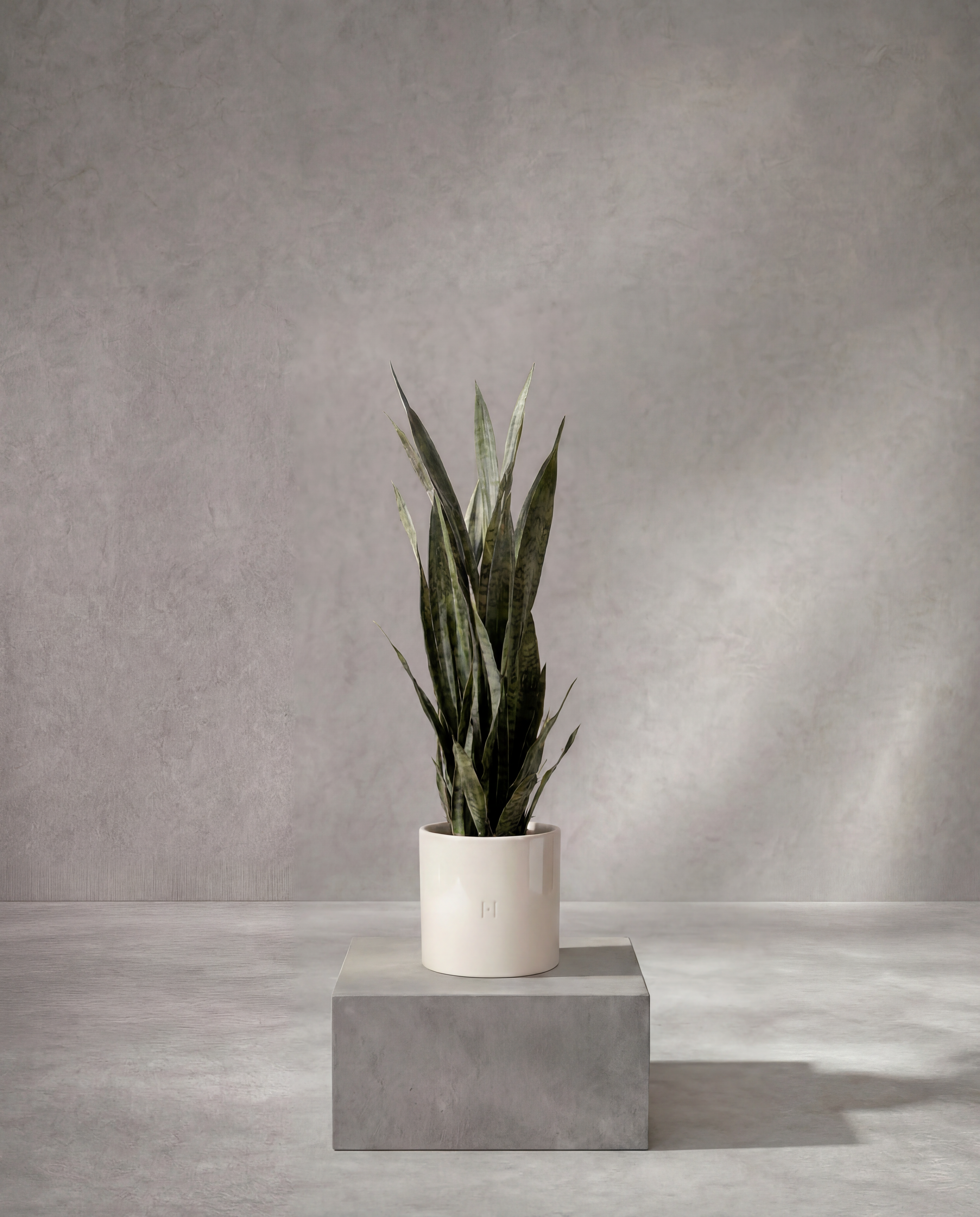 Sansevieria artificiel Hoper – vue 4