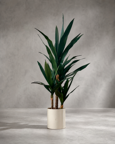 YUCCA P•658