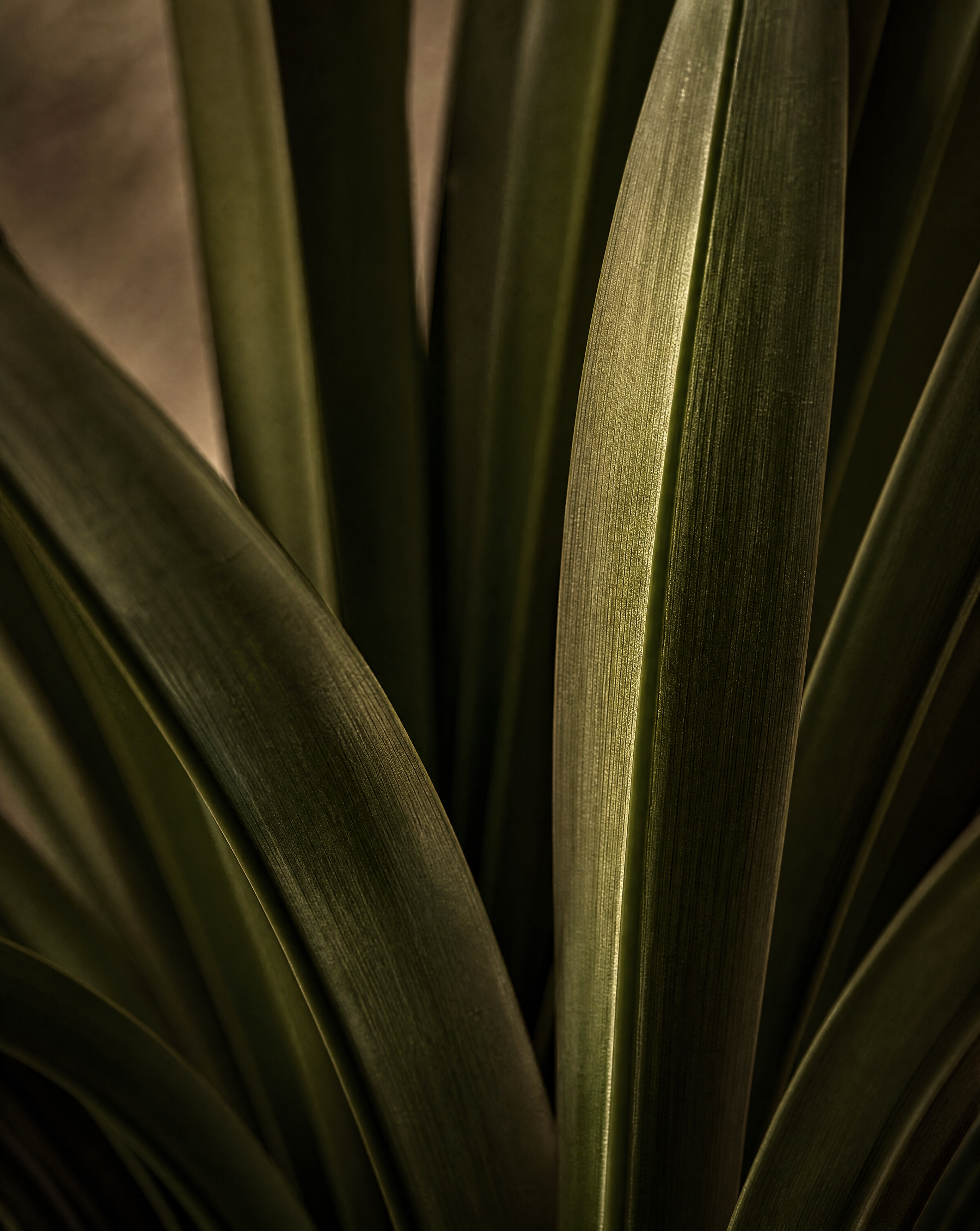Détail réaliste du feuillage du Dracaena