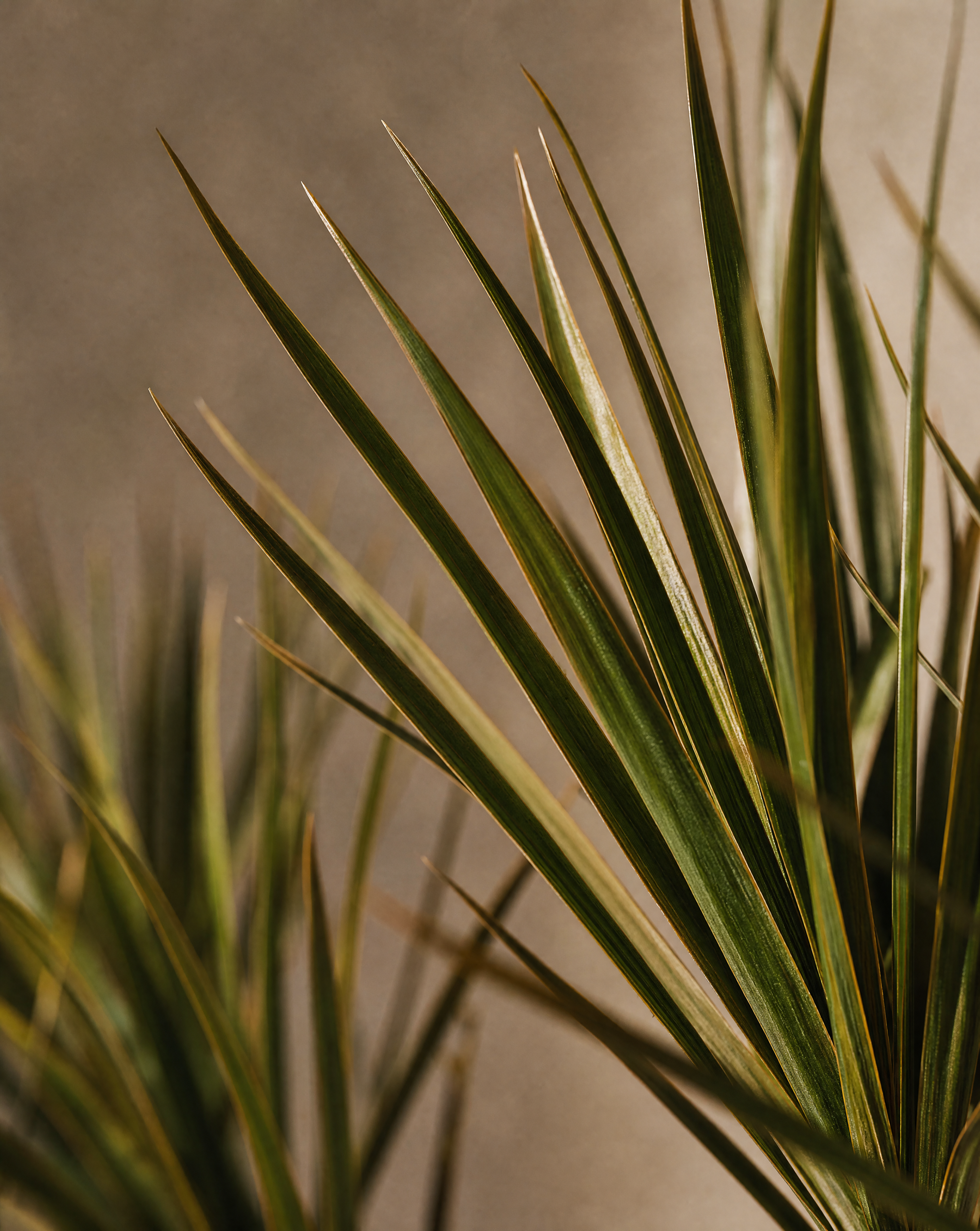 Gros plan sur le feuillage real touch du Dracaena