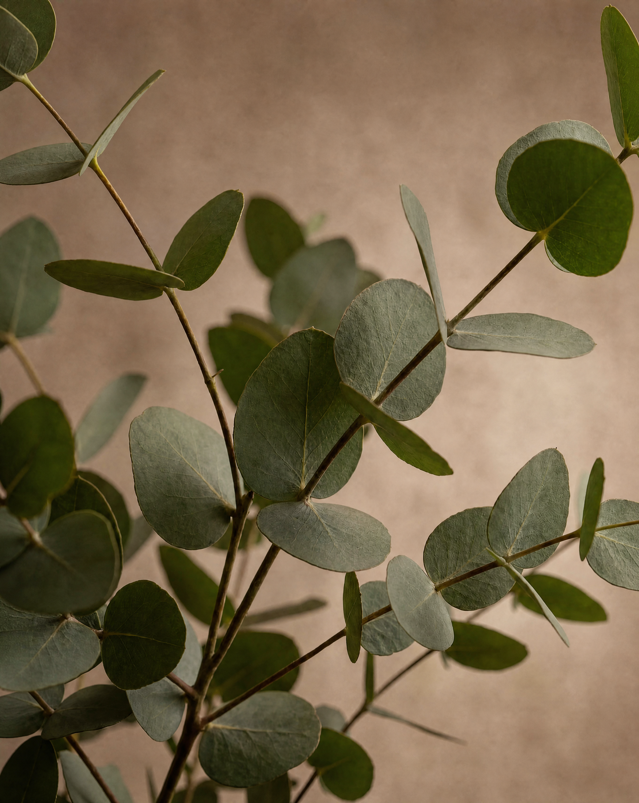 Gros plan sur le feuillage real touch du Eucalyptus