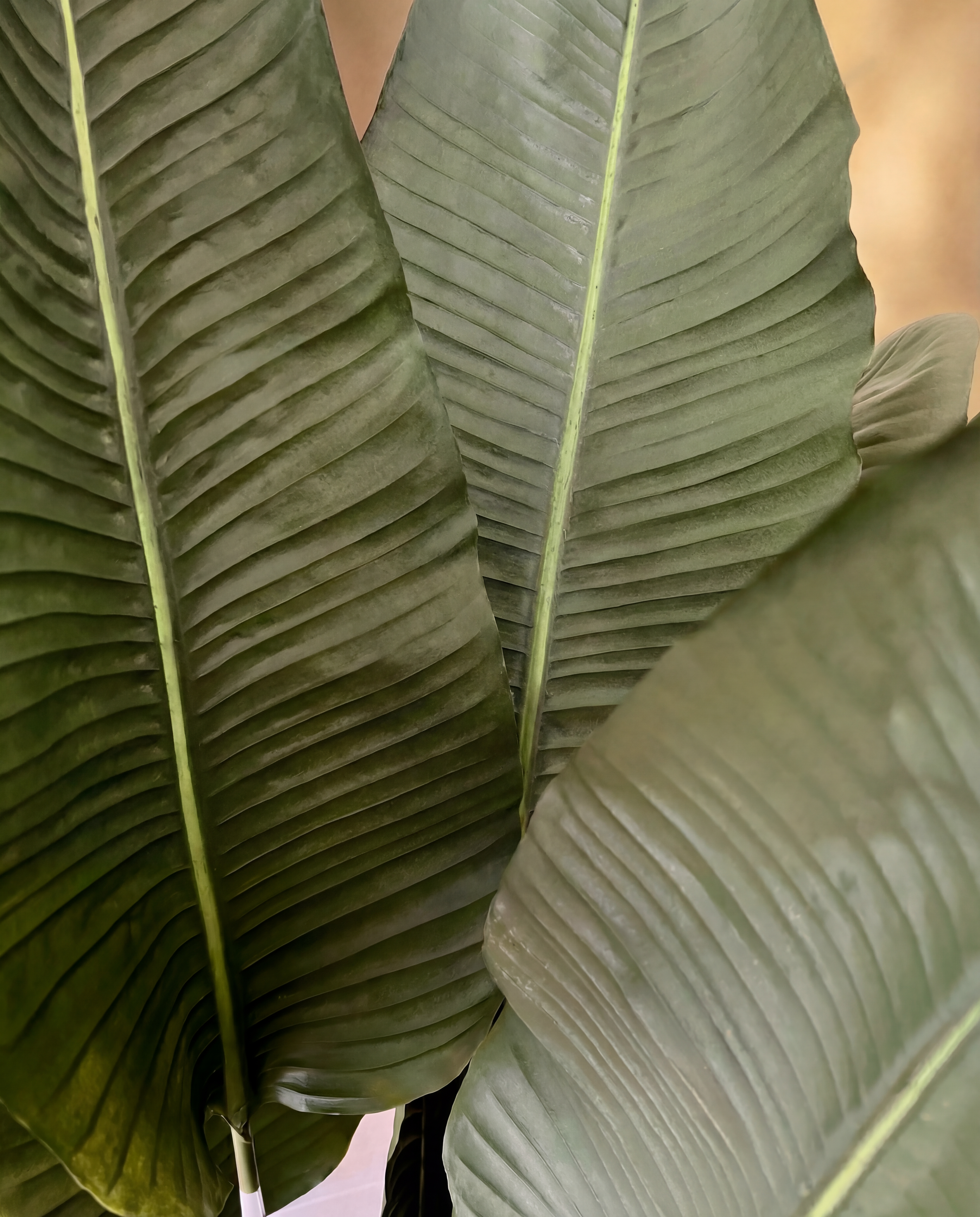 Gros plan sur le feuillage real touch du Strelitzia