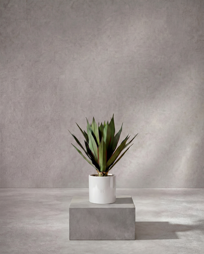 AGAVE P•704 45cm