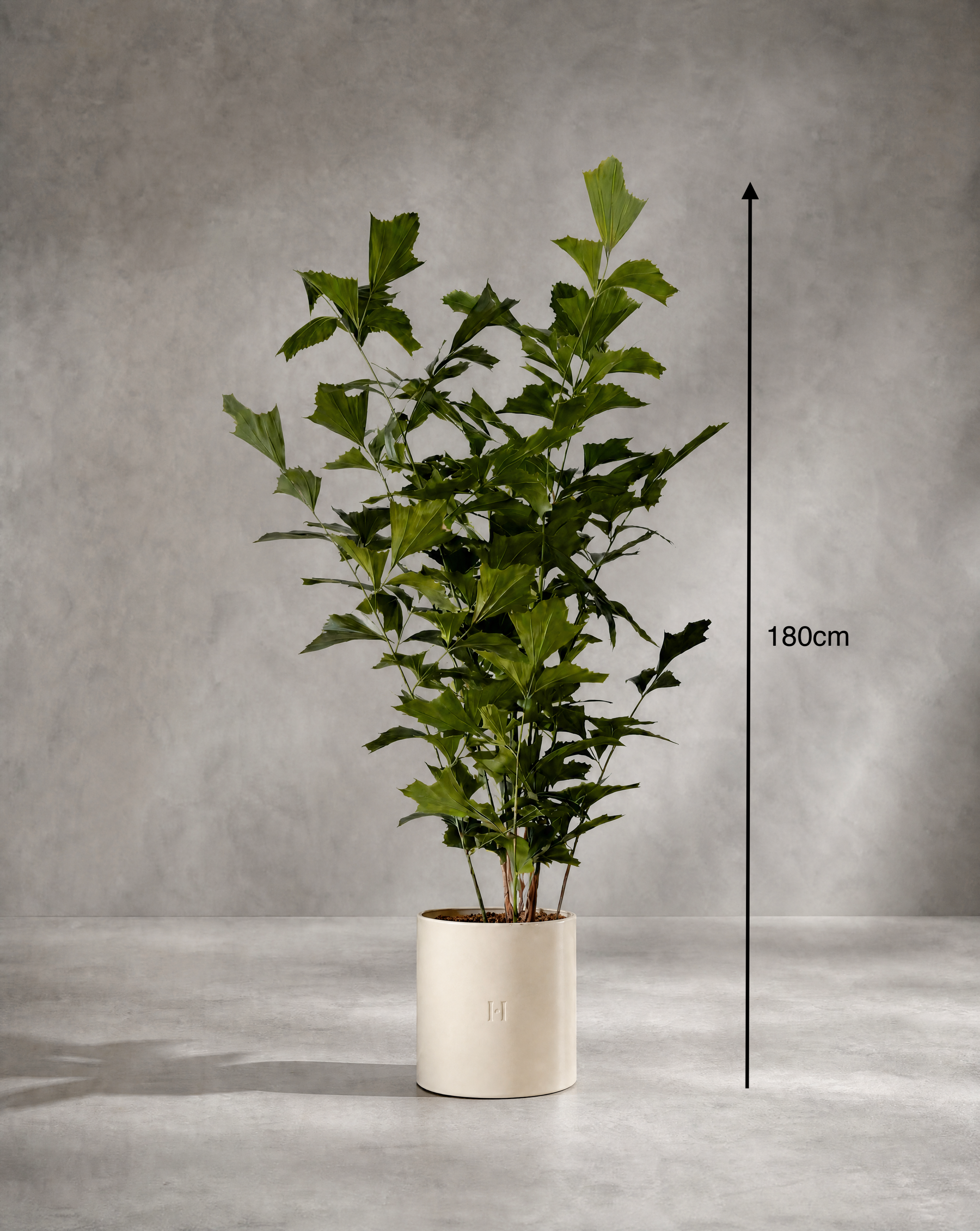 Dimensions et hauteur du Caryota artificiel