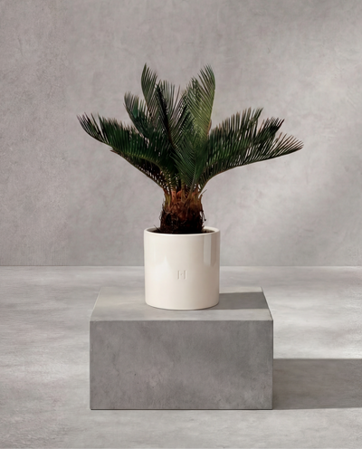 CYCAS P•324 45cm