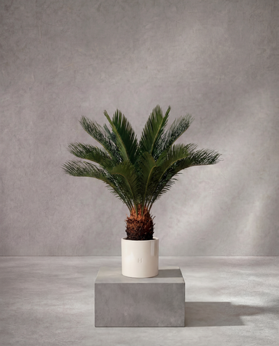 CYCAS P•324 65cm