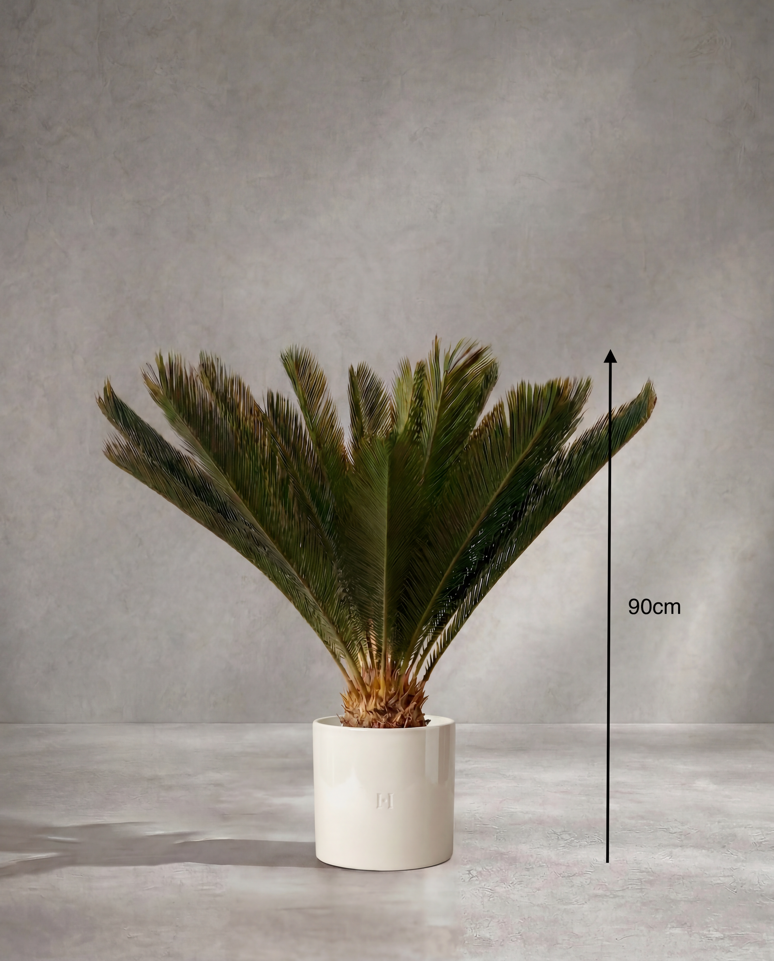 Dimensions et hauteur du Cycas artificiel