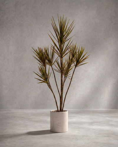 DRACAENA P•381