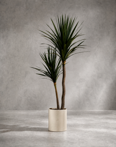 DRACAENA P•948