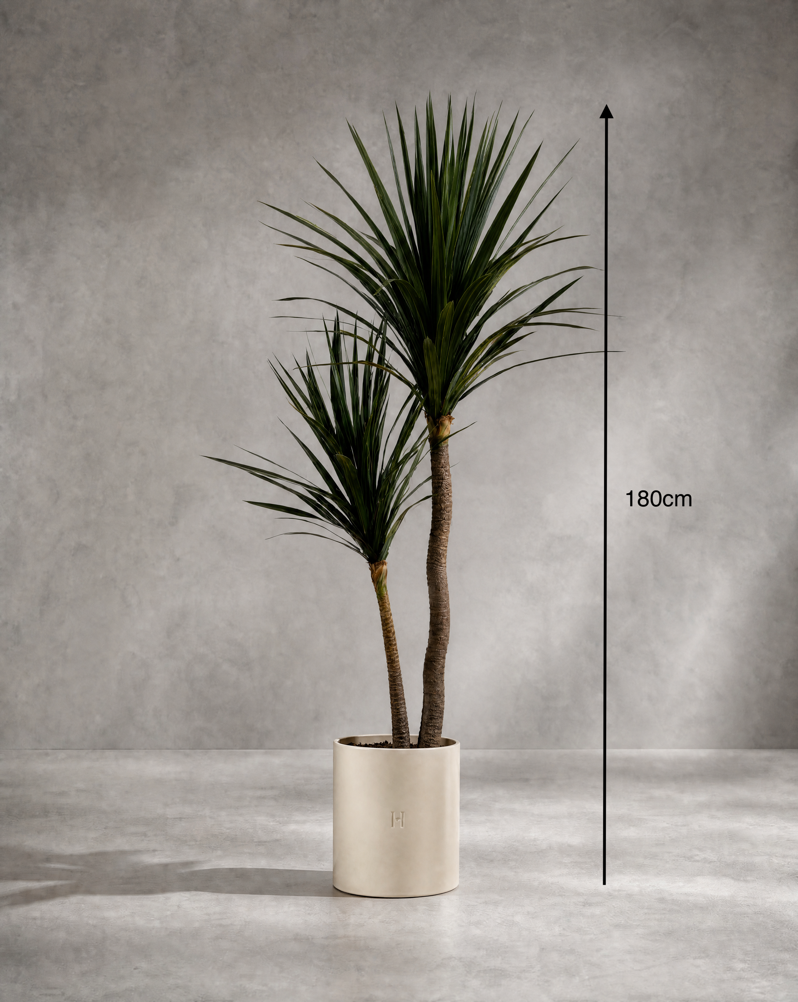 Dimensions et hauteur du Dracaena artificiel