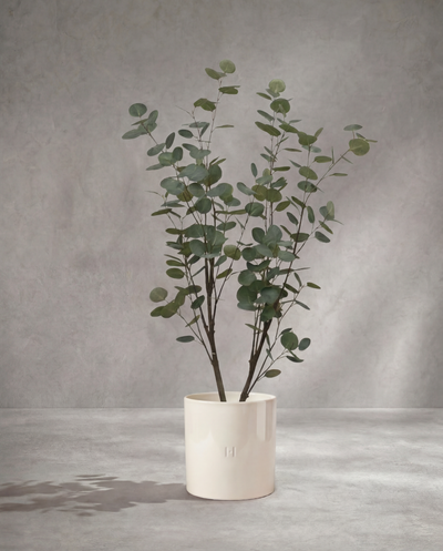 EUCALYPTUS P•754 130cm