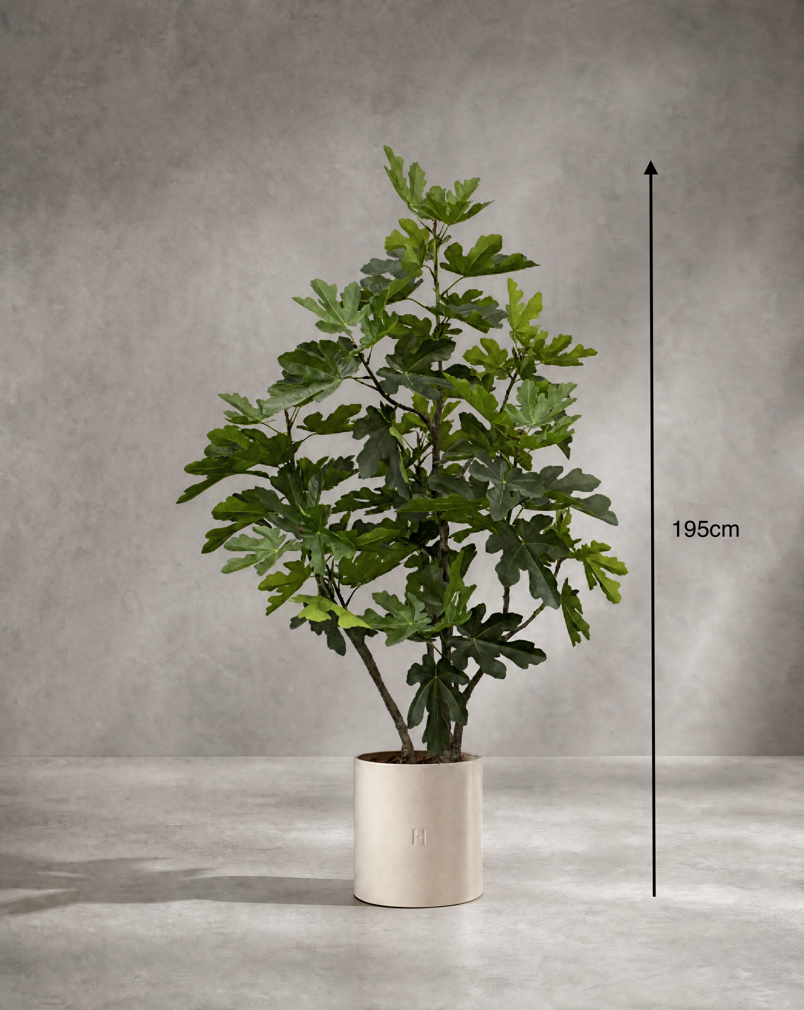 Dimensions et hauteur du Figuier artificiel