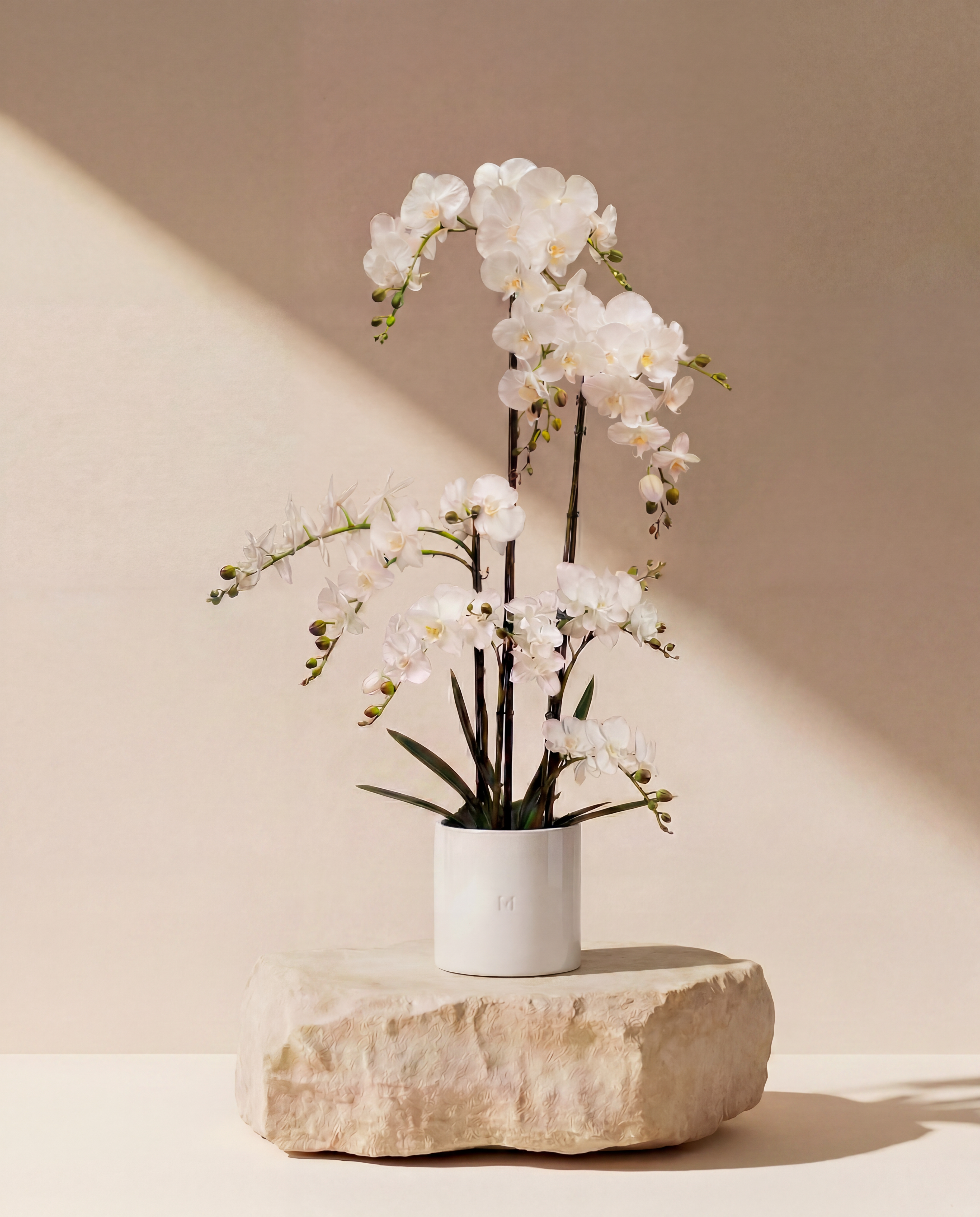 ORCHIDEE F•532W