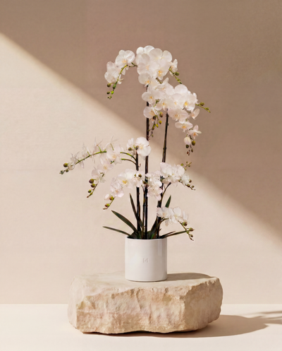 ORCHIDEE F•532W