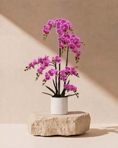 ORCHIDEE F•532P