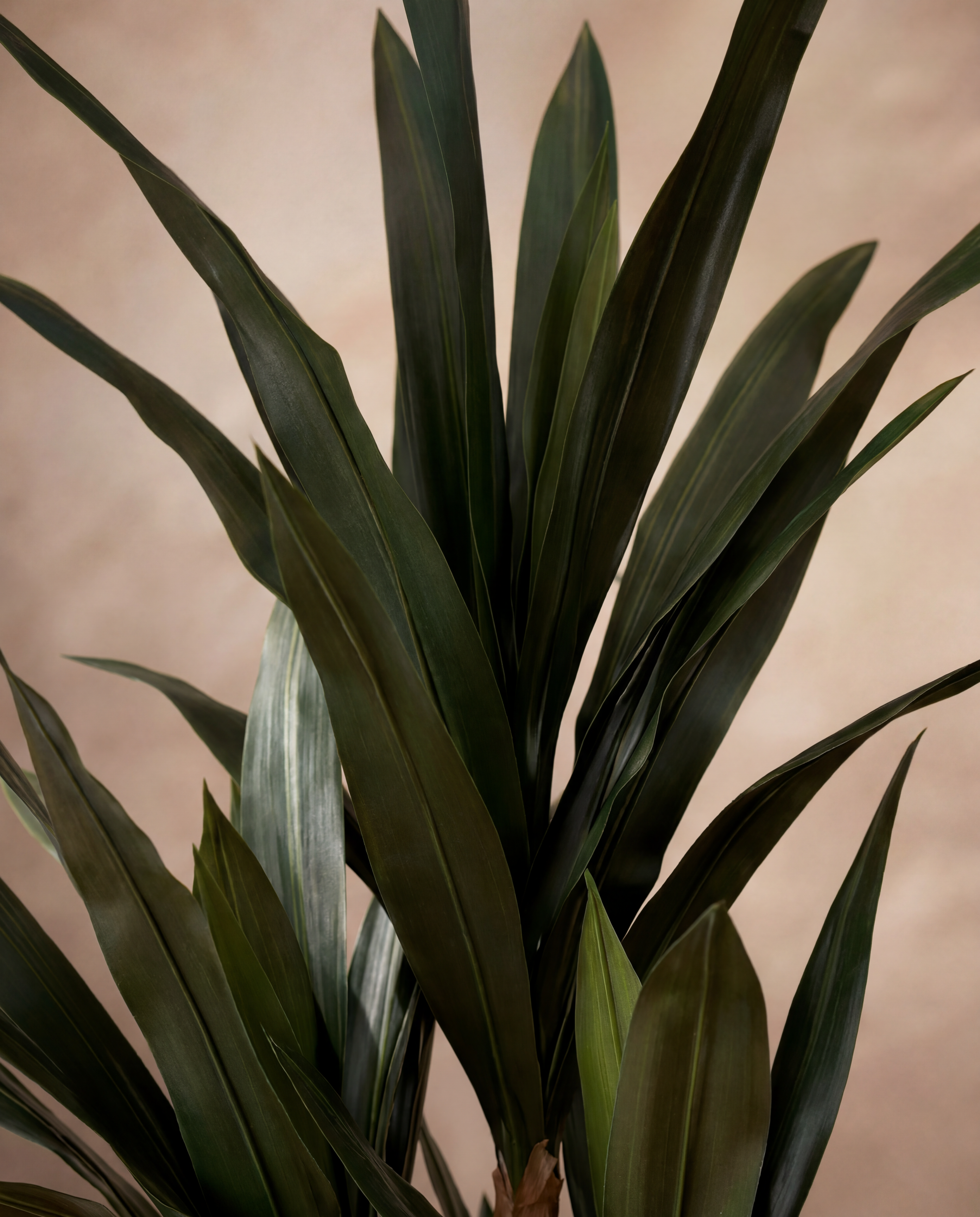 Gros plan sur le feuillage real touch du Yucca