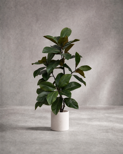 MAGNOLIA P•125 115cm