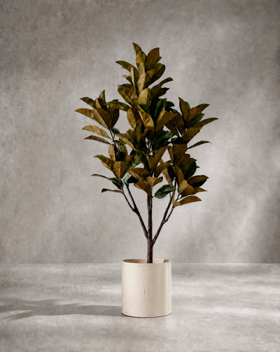 MAGNOLIA P•125