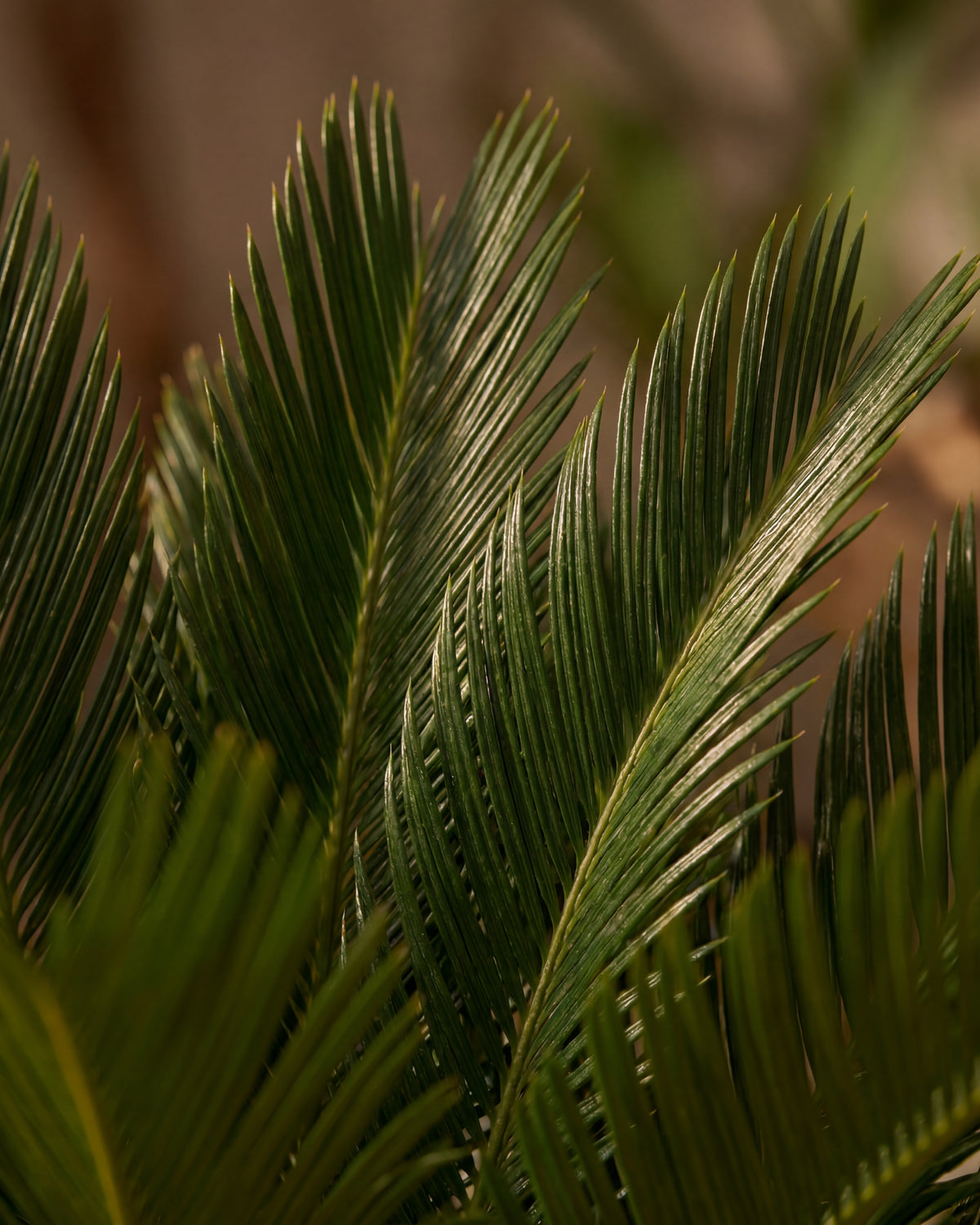 Gros plan sur le feuillage real touch du Cycas #Taille_95cm