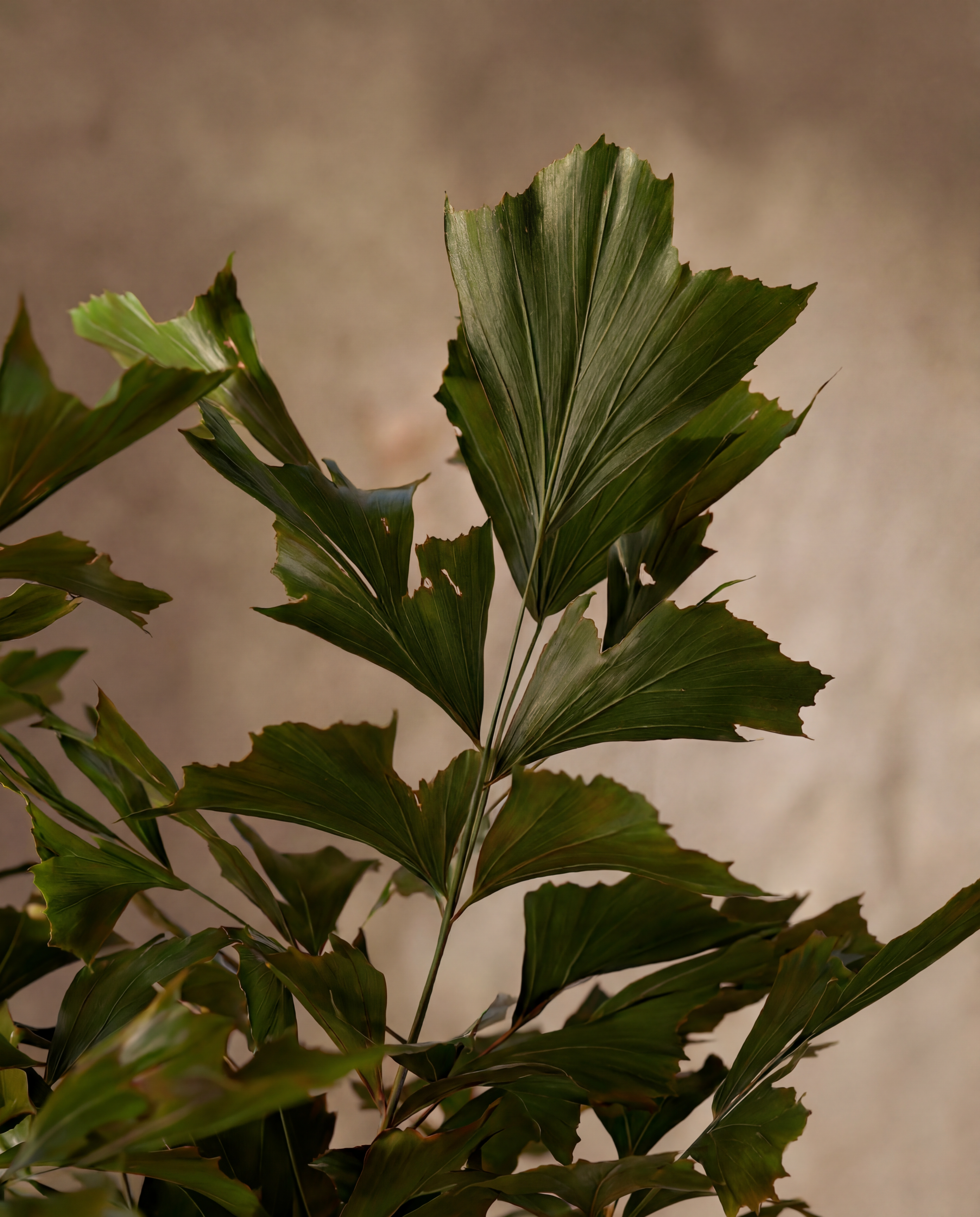 Gros plan sur le feuillage real touch du Caryota