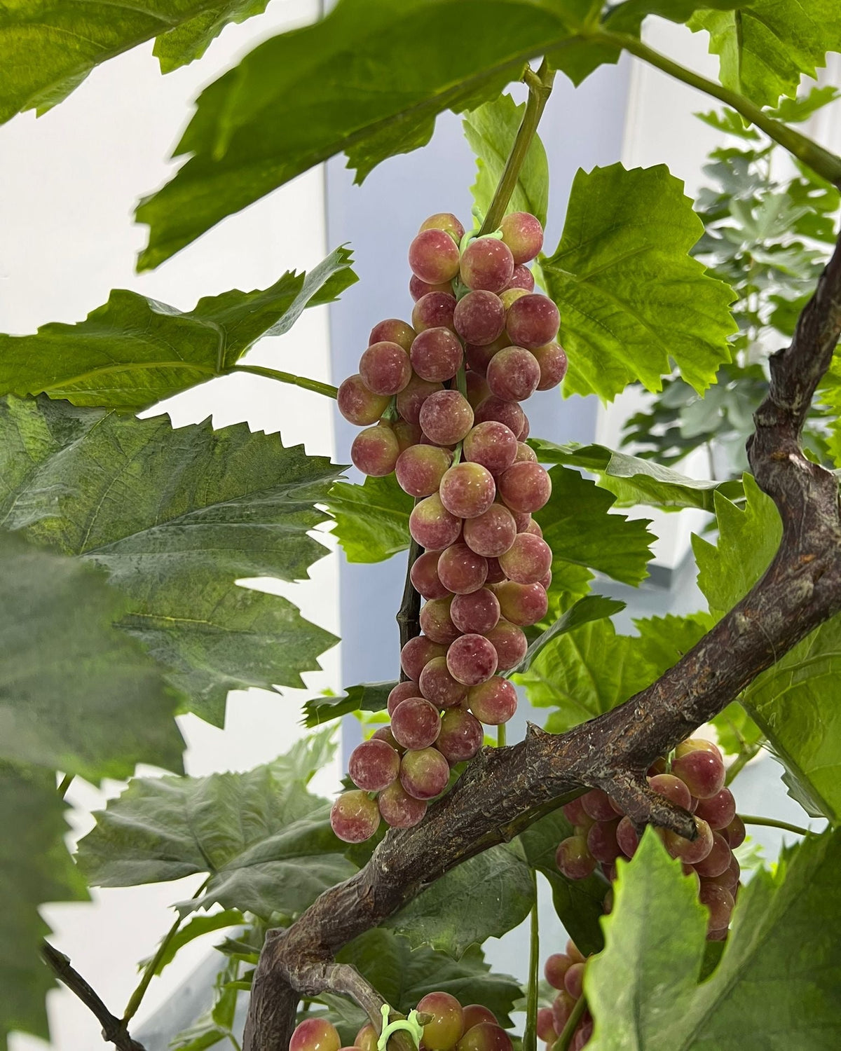 Détail réaliste du feuillage du Vigne #Taille_165cm