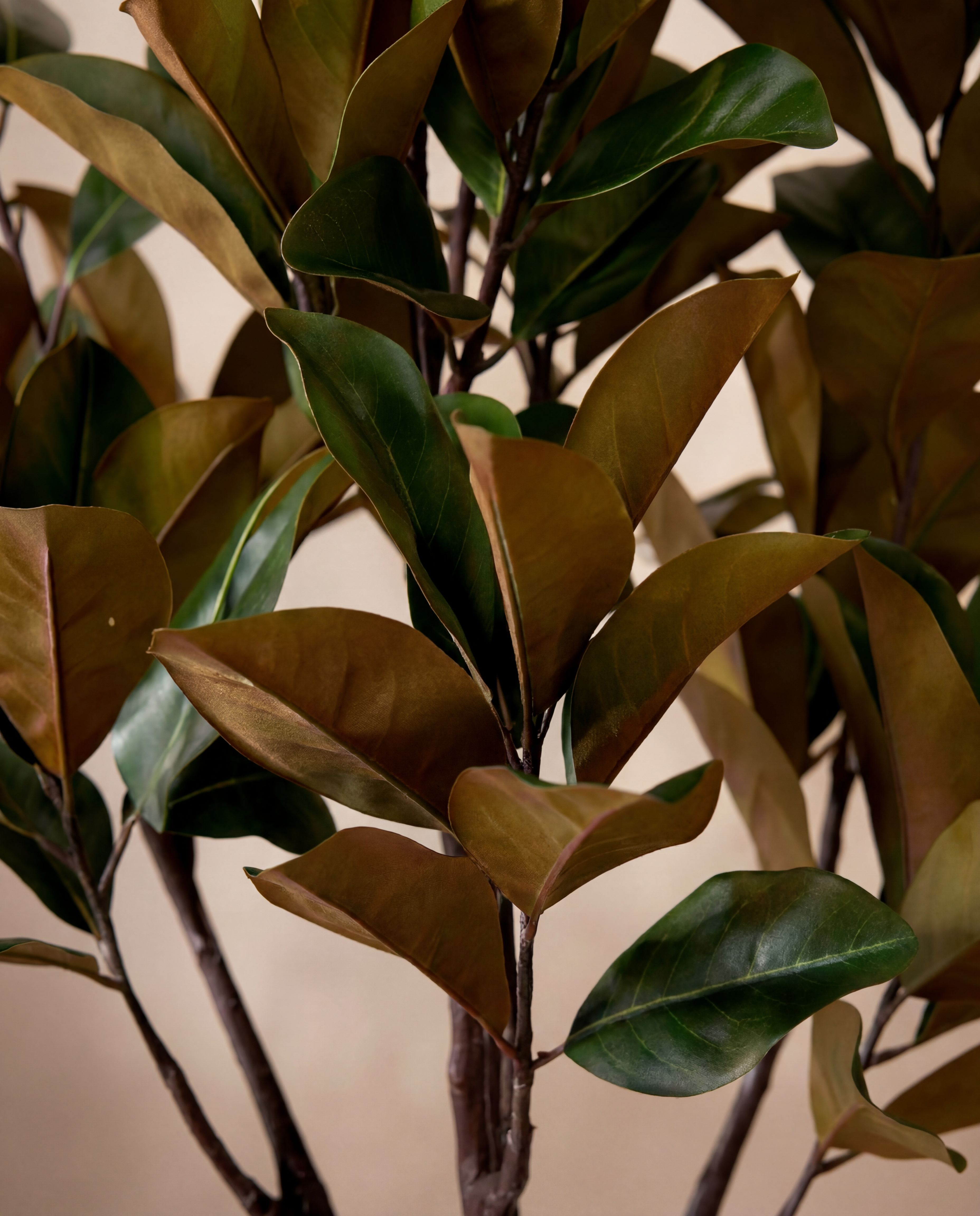 Détail réaliste du feuillage du Magnolia